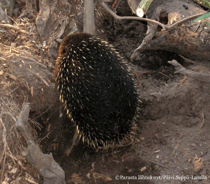 Myös nokkasiiili on Healesvillen asukkaita. Nokkasiilit ja vesinokkaeläin ovat ainoita munivia nisäkkäitä. 