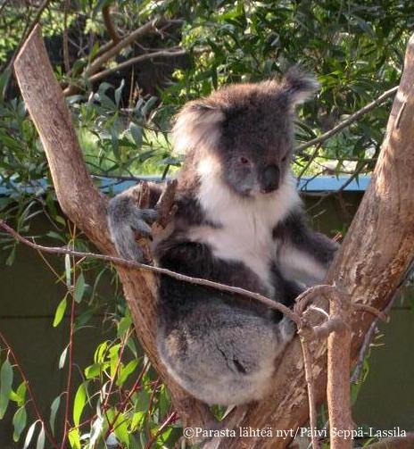 Koala on luonnossakin yhtä pehmoeläimen näköinen kuin kuvissakin. 