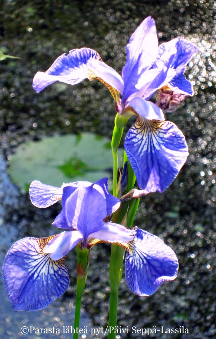 49. Sininen iris on kuvattu Ruissalon kasvitieteellisessä puutarhassa.