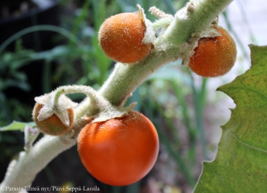 Solanum quitoensen eli naranjillan hedelmiä.
